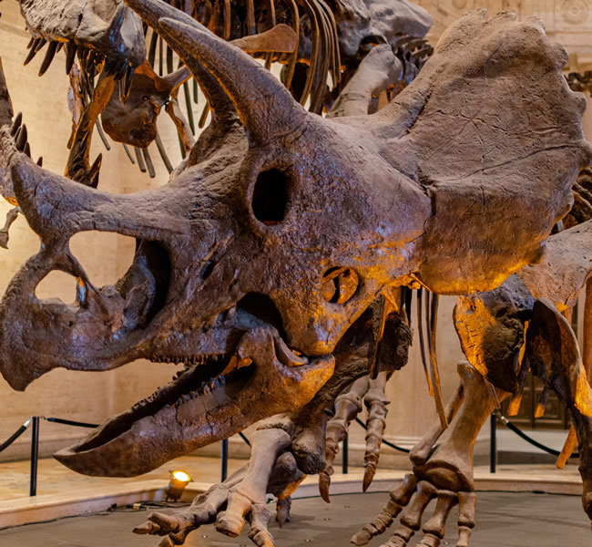 Very large brown dinosaur skeleton
