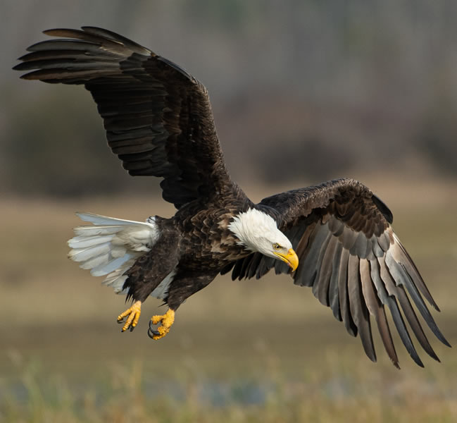 Bald eagle flying over brown field