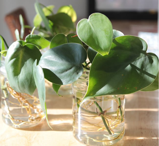 Small jars of water with pothos plant cuttings