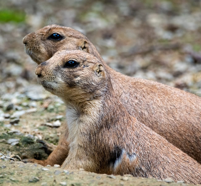 Two prairie dogs poking out of hole in ground