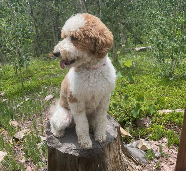 Therapy dog Sadie sitting outside on tree stmp